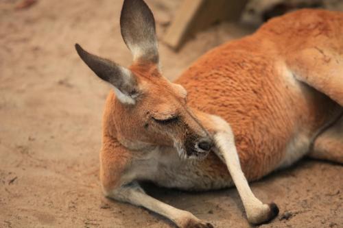 Australia