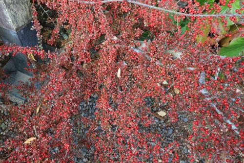 IMG 11027 resize
