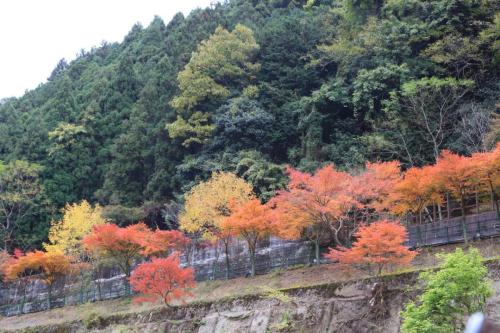 IMG 10185 resize
