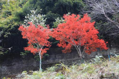 IMG 10251 resize