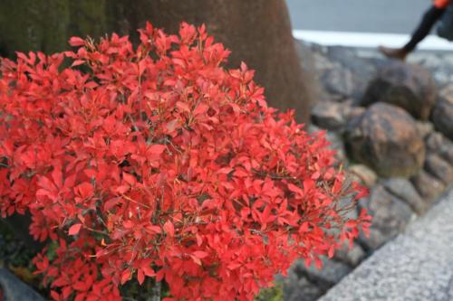IMG 10498 resize