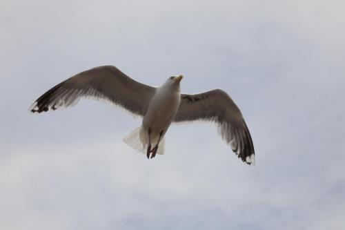 YKP 6463 resize