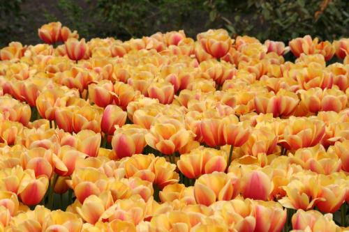 IMG 5176 resize