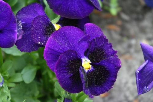 IMG 5410 resize