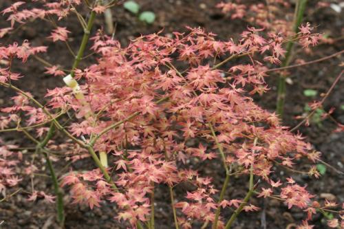 IMG 5446 resize