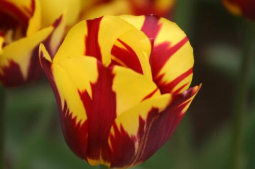 2006_05_07 Keukenhof