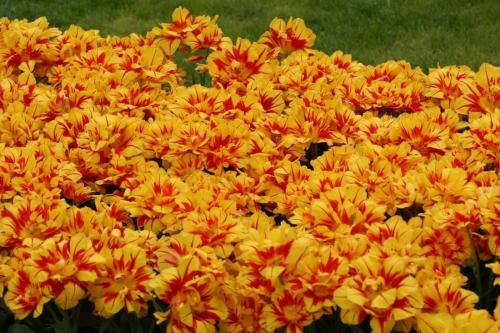 IMG 5570 resize