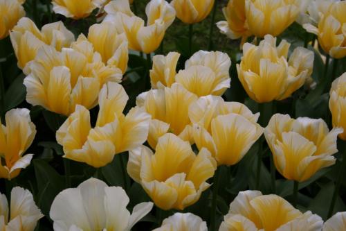 IMG 5608 resize