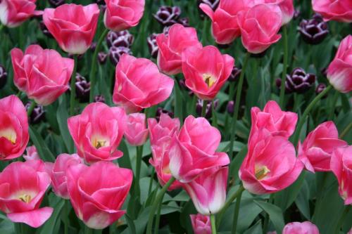 IMG 5624 resize