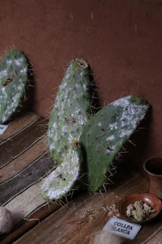 IMG 12979 resize