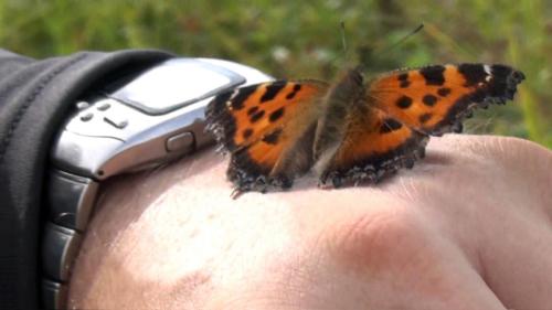 Butterfly-From-Video resize