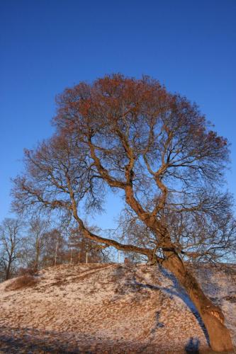 IMG 1184 resize