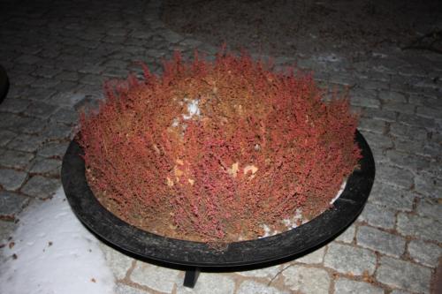 IMG 1275 resize